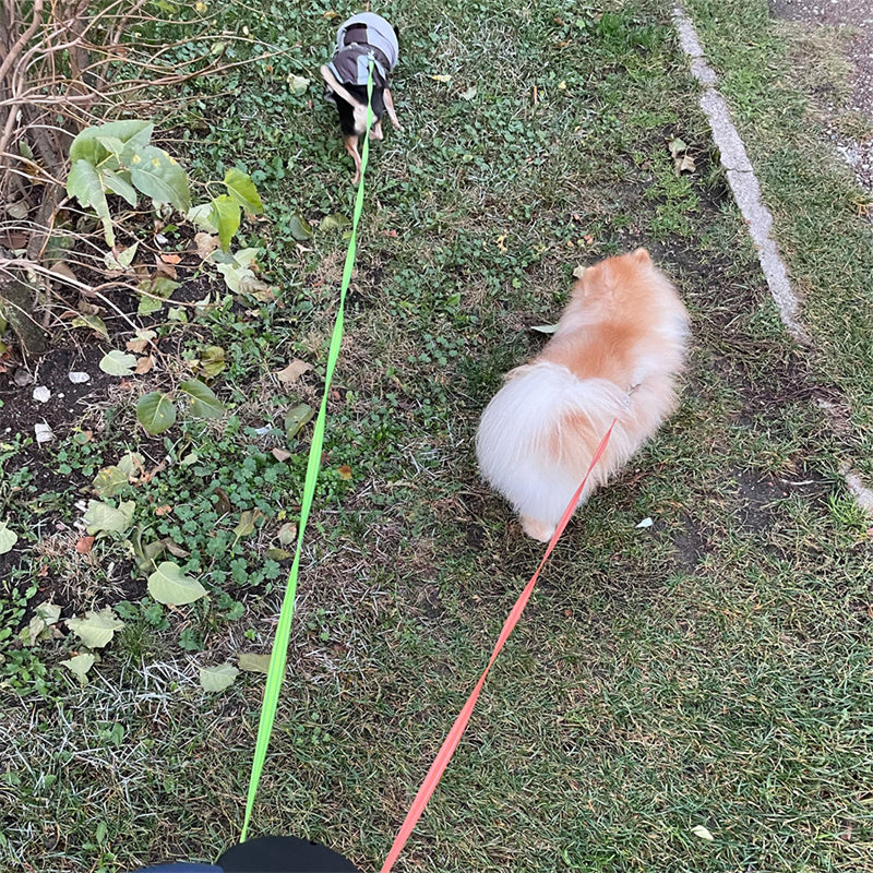Two dogs walking on dual retractable leashes in a grassy outdoor area, demonstrating tangle-free control and comfortable walking for multiple pets.